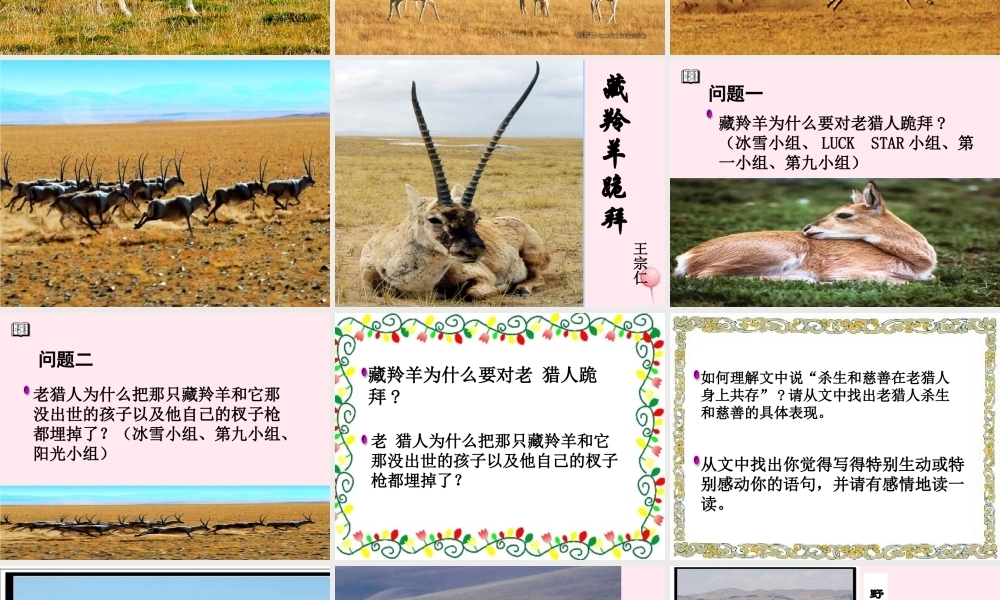 六年级语文上册 第19课《藏羚羊跪拜》课件1 沪教版-沪教版小学六年级上册语文课件