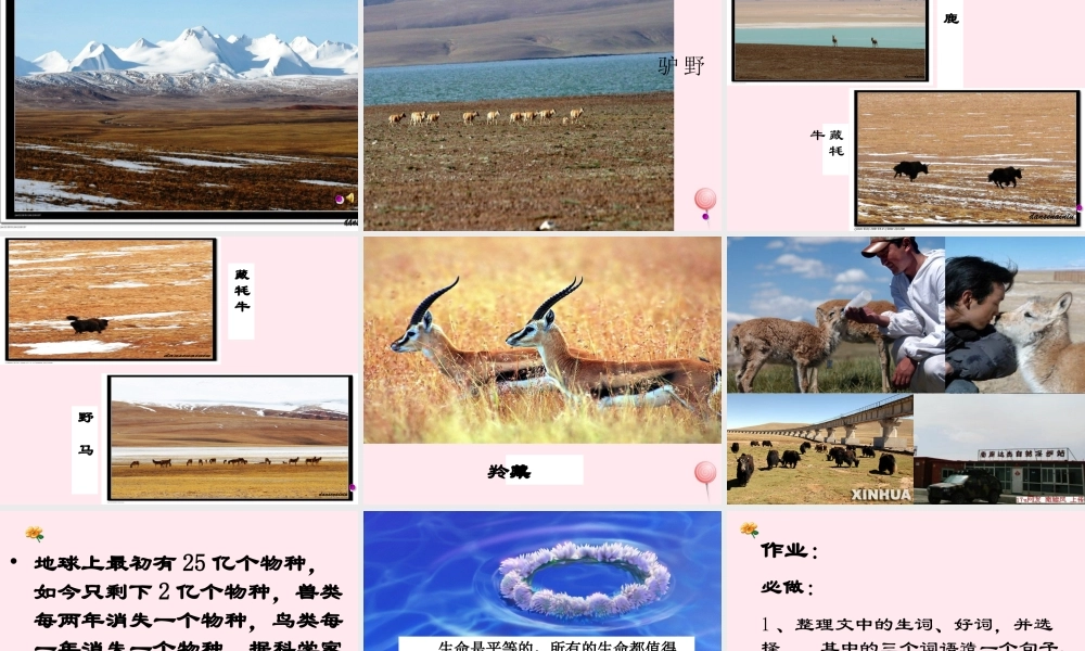 六年级语文上册 第19课《藏羚羊跪拜》课件1 沪教版-沪教版小学六年级上册语文课件