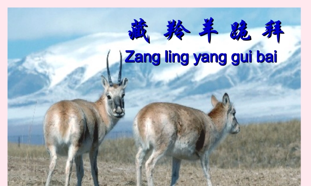 六年级语文上册 第19课《藏羚羊跪拜》课件2 沪教版-沪教版小学六年级上册语文课件