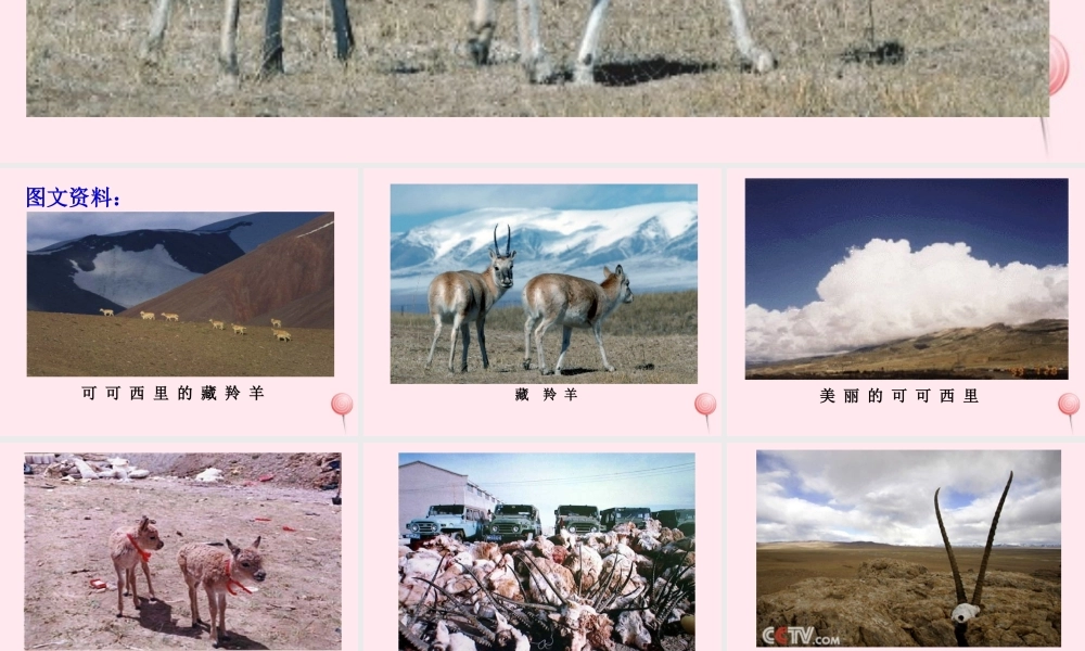 六年级语文上册 第19课《藏羚羊跪拜》课件2 沪教版-沪教版小学六年级上册语文课件