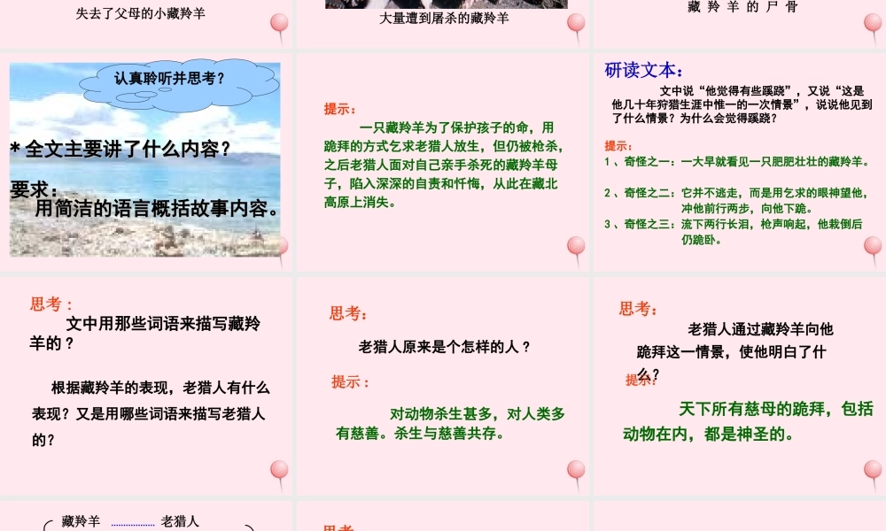 六年级语文上册 第19课《藏羚羊跪拜》课件2 沪教版-沪教版小学六年级上册语文课件