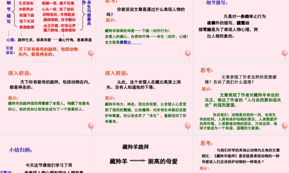 六年级语文上册 第19课《藏羚羊跪拜》课件2 沪教版-沪教版小学六年级上册语文课件