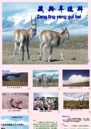 六年级语文上册 第19课《藏羚羊跪拜》课件2 沪教版-沪教版小学六年级上册语文课件