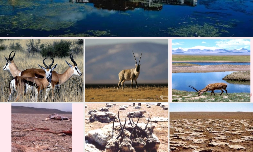 六年级语文上册 第19课《藏羚羊跪拜》课件3 沪教版-沪教版小学六年级上册语文课件