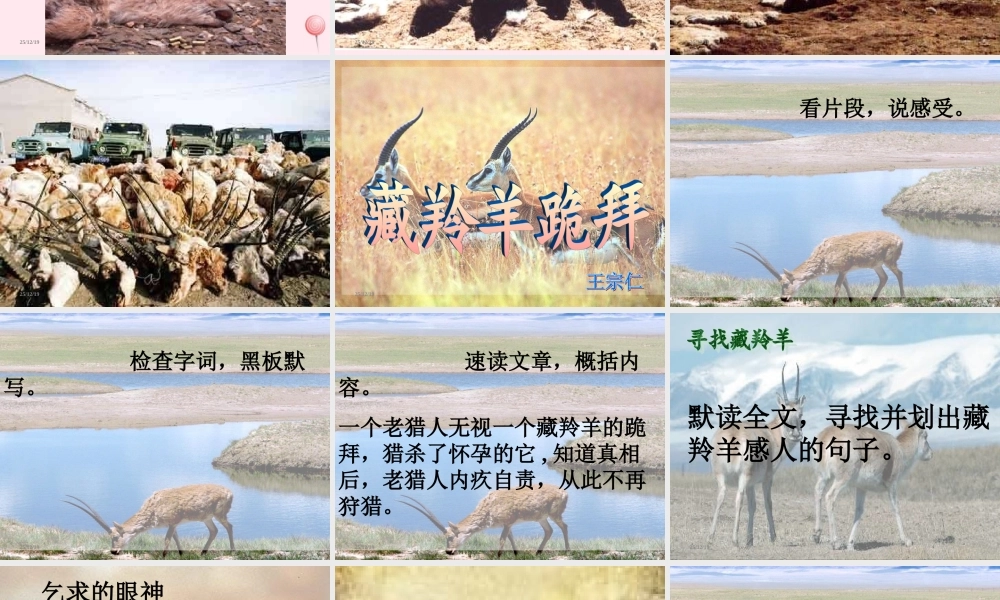 六年级语文上册 第19课《藏羚羊跪拜》课件3 沪教版-沪教版小学六年级上册语文课件