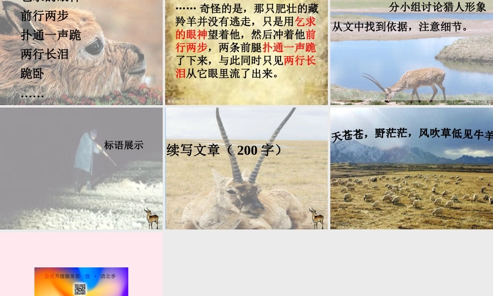 六年级语文上册 第19课《藏羚羊跪拜》课件3 沪教版-沪教版小学六年级上册语文课件