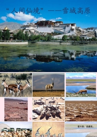 六年级语文上册 第19课《藏羚羊跪拜》课件3 沪教版-沪教版小学六年级上册语文课件