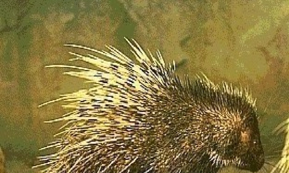 六年级语文上册 第20课《森林中的绅士》课件1 沪教版-沪教版小学六年级上册语文课件