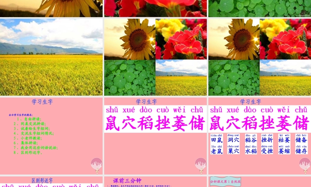 六年级语文上册 第22课 收藏阳光课件4 西师大版-西师大版小学六年级上册语文课件