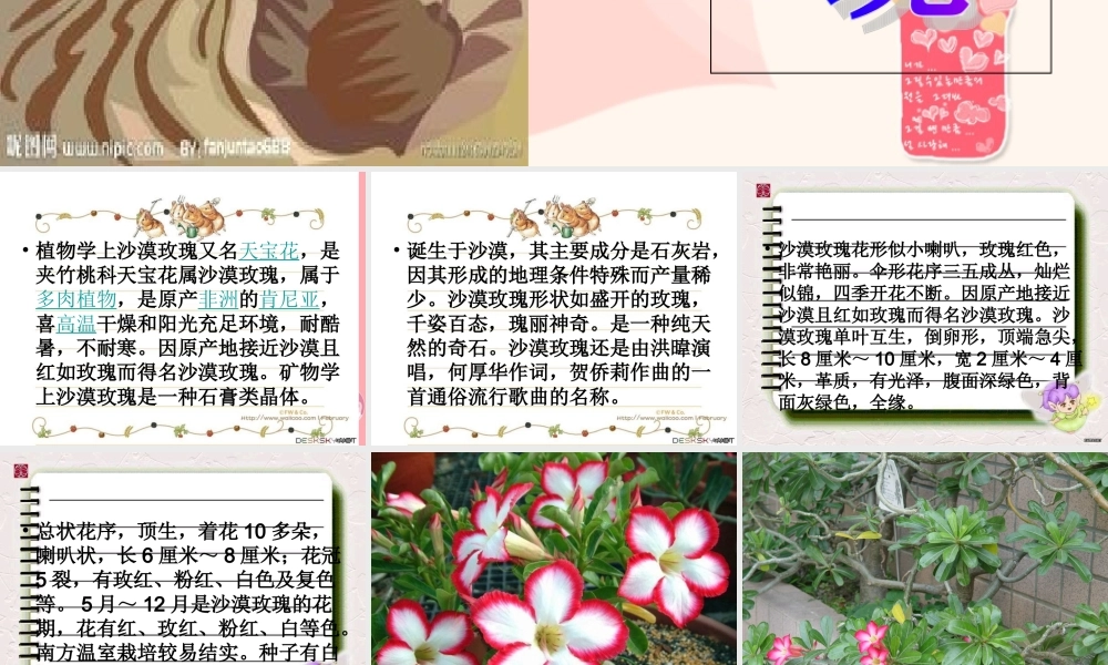 六年级语文上册 第23课 沙漠玫瑰课件1 西师大版-西师大版小学六年级上册语文课件