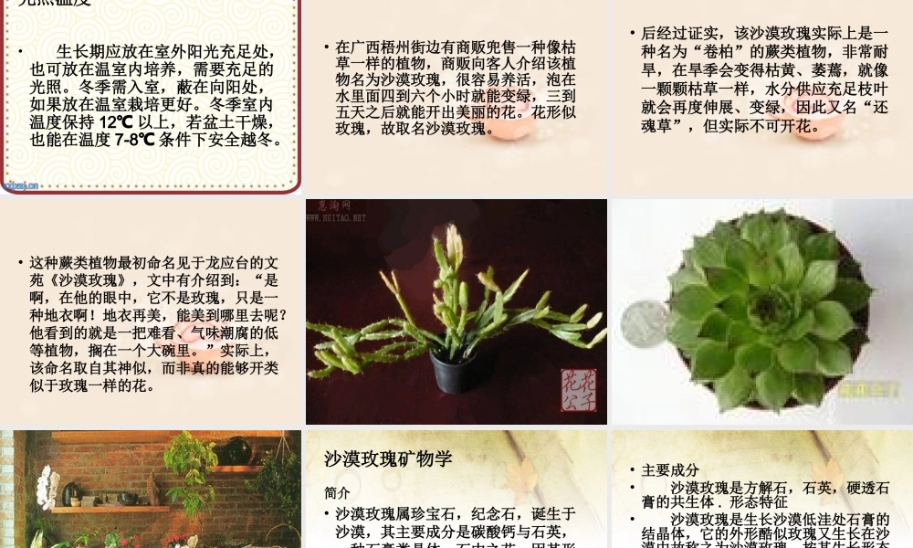 六年级语文上册 第23课 沙漠玫瑰课件1 西师大版-西师大版小学六年级上册语文课件