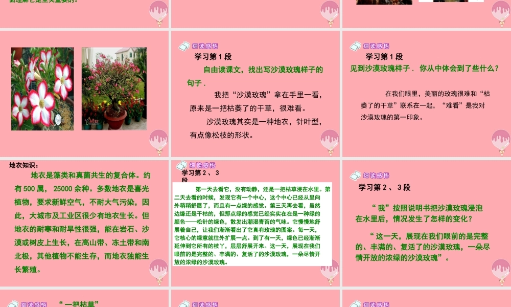 六年级语文上册 第23课 沙漠玫瑰课件4 西师大版-西师大版小学六年级上册语文课件