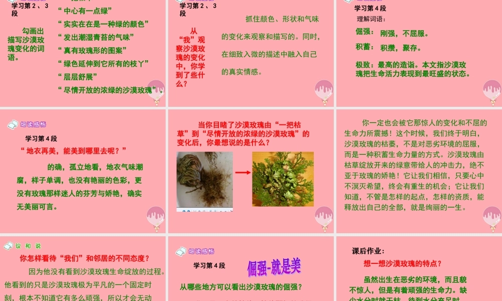 六年级语文上册 第23课 沙漠玫瑰课件4 西师大版-西师大版小学六年级上册语文课件