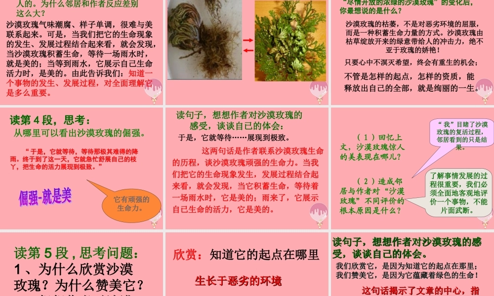 六年级语文上册 第23课 沙漠玫瑰课件5 西师大版-西师大版小学六年级上册语文课件