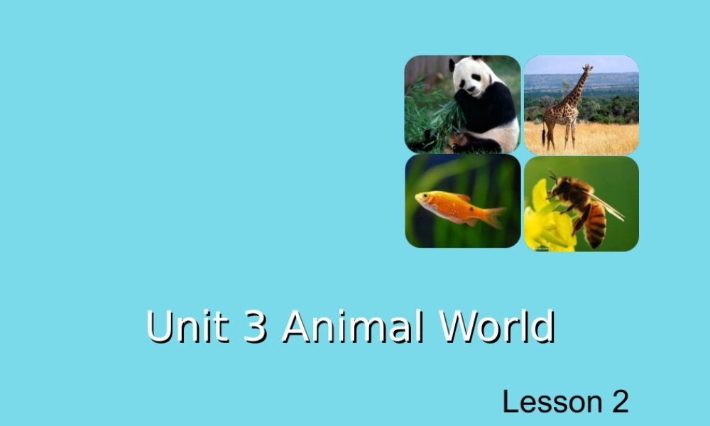 六年级英语上册 Unit 3 Animal World（Lesson 2）课件 人教新起点-人教新起点小学六年级上册英语课件