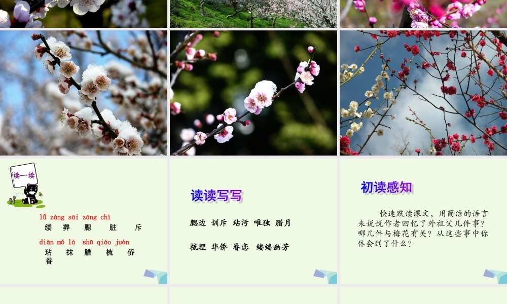 六年级语文上册 梅花魂课件2 鄂教版-鄂教版小学六年级上册语文课件