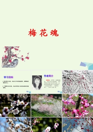 六年级语文上册 梅花魂课件2 鄂教版-鄂教版小学六年级上册语文课件