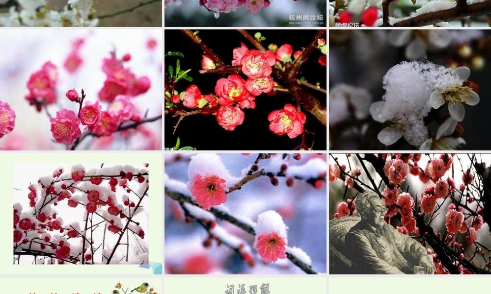 六年级语文上册 梅花魂课件3 鄂教版-鄂教版小学六年级上册语文课件