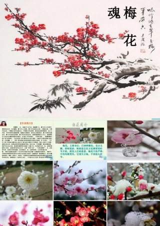 六年级语文上册 梅花魂课件3 鄂教版-鄂教版小学六年级上册语文课件