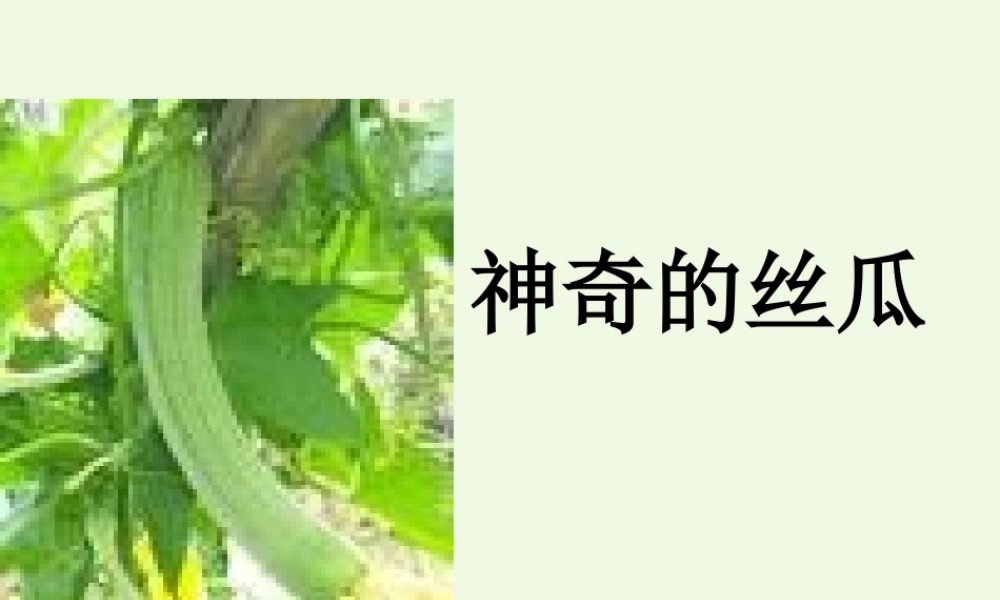 六年级语文上册 神奇的丝瓜课件3 湘教版-湘教版小学六年级上册语文课件