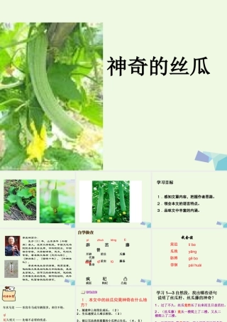 六年级语文上册 神奇的丝瓜课件3 湘教版-湘教版小学六年级上册语文课件