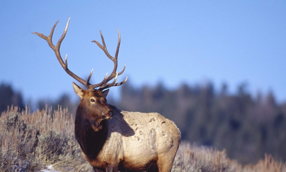 六年级语文上册 生态金字塔课件1 鄂教版-鄂教版小学六年级上册语文课件