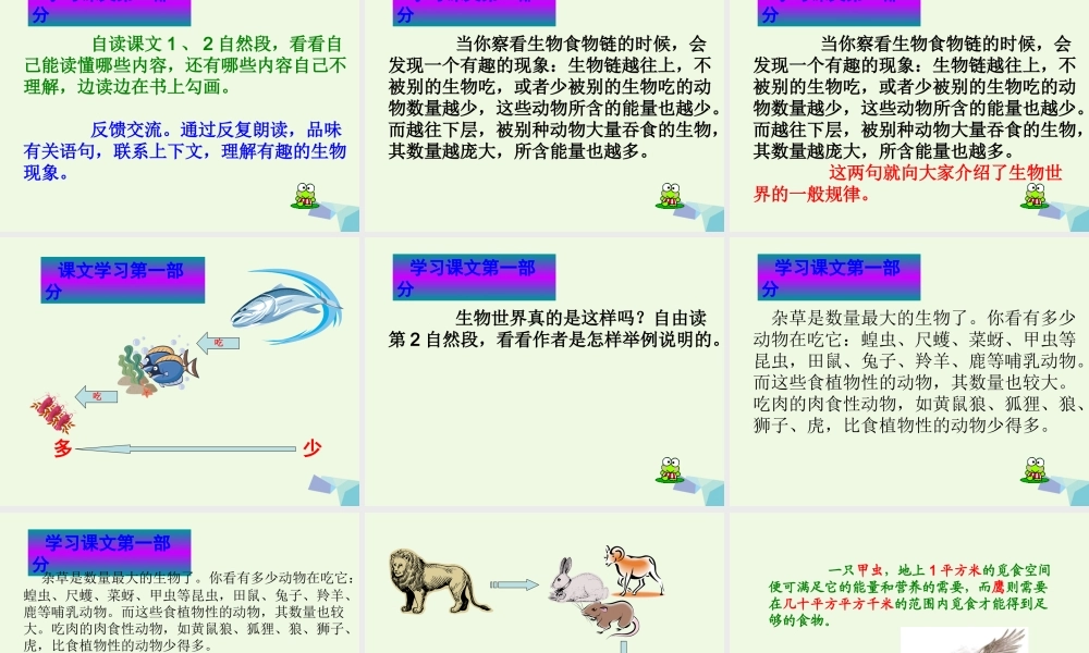 六年级语文上册 生态金字塔课件1 鄂教版-鄂教版小学六年级上册语文课件