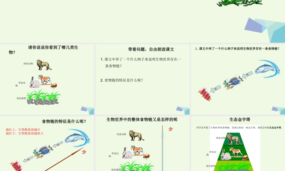 六年级语文上册 生态金字塔课件2 鄂教版-鄂教版小学六年级上册语文课件