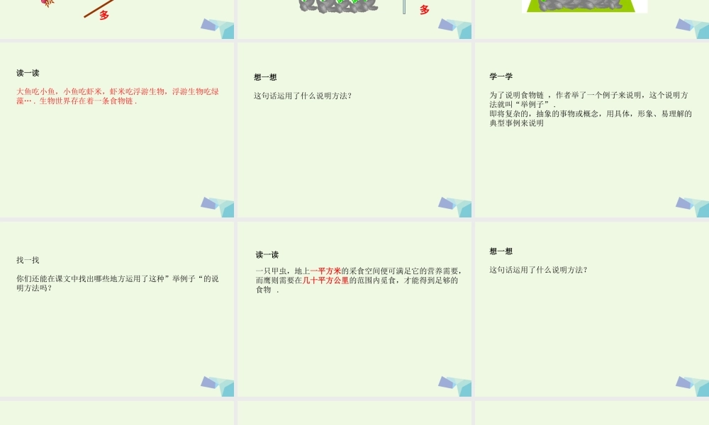 六年级语文上册 生态金字塔课件2 鄂教版-鄂教版小学六年级上册语文课件