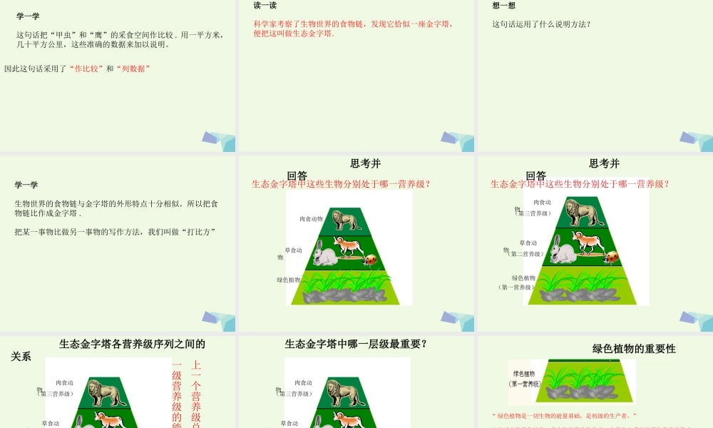 六年级语文上册 生态金字塔课件2 鄂教版-鄂教版小学六年级上册语文课件