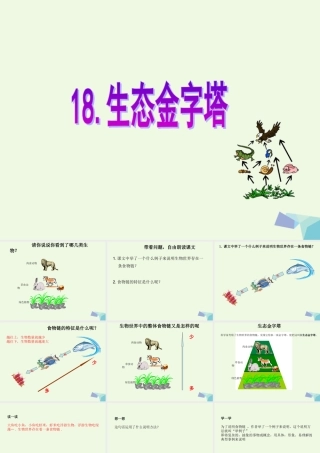 六年级语文上册 生态金字塔课件2 鄂教版-鄂教版小学六年级上册语文课件