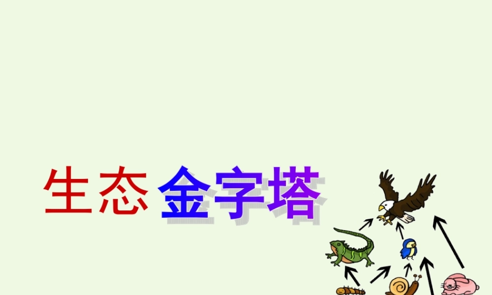 六年级语文上册 生态金字塔课件3 鄂教版-鄂教版小学六年级上册语文课件