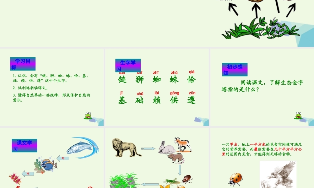 六年级语文上册 生态金字塔课件3 鄂教版-鄂教版小学六年级上册语文课件