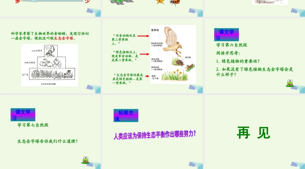 六年级语文上册 生态金字塔课件3 鄂教版-鄂教版小学六年级上册语文课件