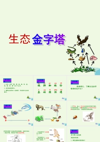 六年级语文上册 生态金字塔课件3 鄂教版-鄂教版小学六年级上册语文课件