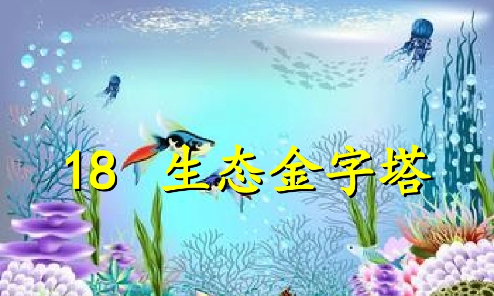六年级语文上册 生态金字塔课件4 鄂教版-鄂教版小学六年级上册语文课件