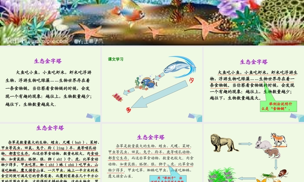 六年级语文上册 生态金字塔课件4 鄂教版-鄂教版小学六年级上册语文课件