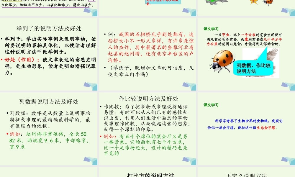 六年级语文上册 生态金字塔课件4 鄂教版-鄂教版小学六年级上册语文课件