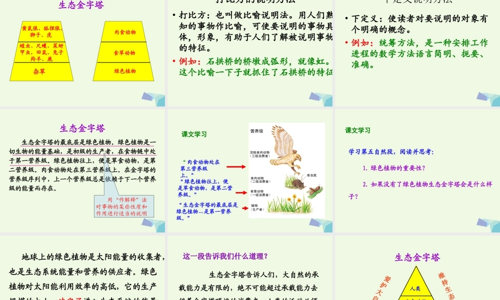 六年级语文上册 生态金字塔课件4 鄂教版-鄂教版小学六年级上册语文课件