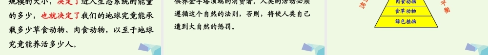 六年级语文上册 生态金字塔课件4 鄂教版-鄂教版小学六年级上册语文课件