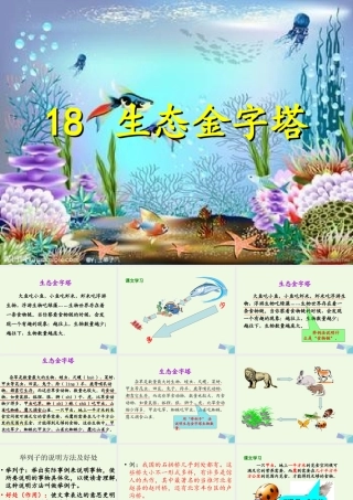 六年级语文上册 生态金字塔课件4 鄂教版-鄂教版小学六年级上册语文课件