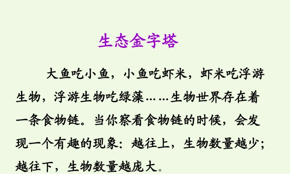 六年级语文上册 生态金字塔课件5 鄂教版-鄂教版小学六年级上册语文课件