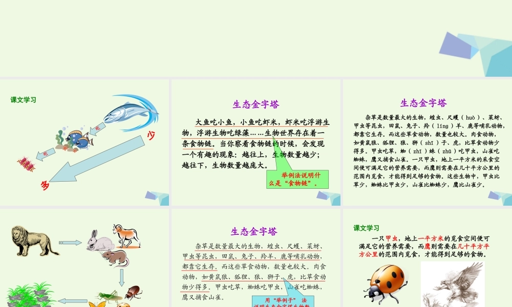 六年级语文上册 生态金字塔课件5 鄂教版-鄂教版小学六年级上册语文课件