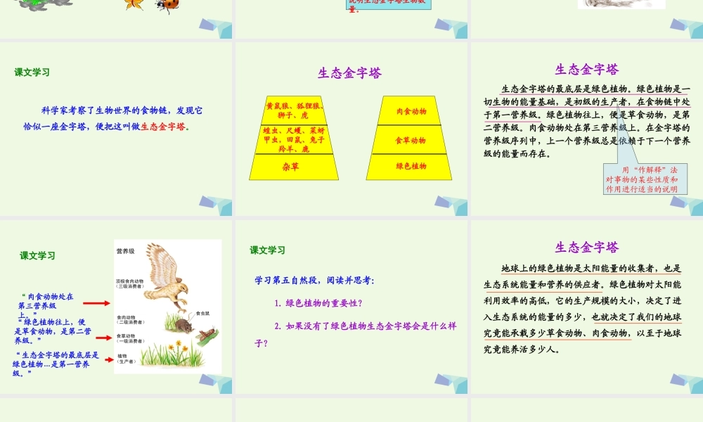 六年级语文上册 生态金字塔课件5 鄂教版-鄂教版小学六年级上册语文课件