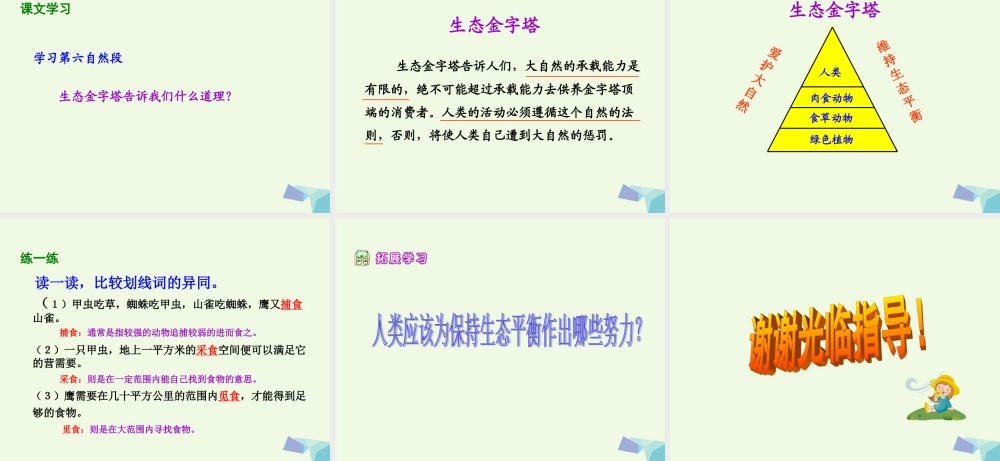 六年级语文上册 生态金字塔课件5 鄂教版-鄂教版小学六年级上册语文课件