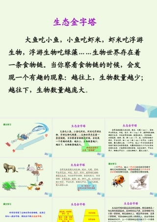 六年级语文上册 生态金字塔课件5 鄂教版-鄂教版小学六年级上册语文课件