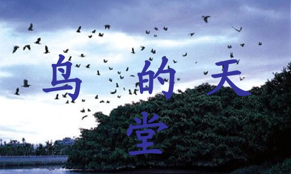 六年级语文上册 第4课 鸟的天堂课件1 西师大版-西师大版小学六年级上册语文课件