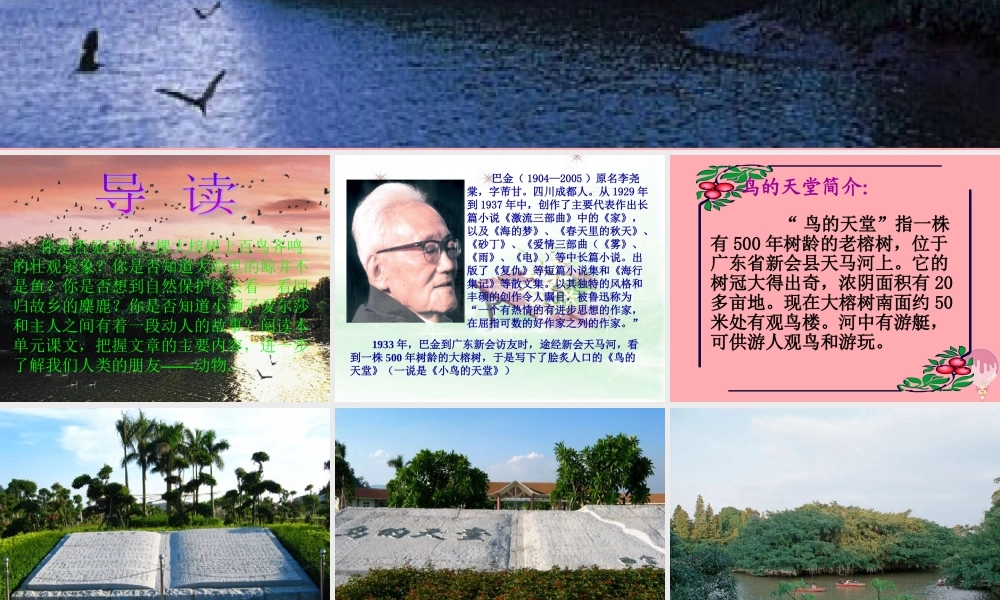 六年级语文上册 第4课 鸟的天堂课件1 西师大版-西师大版小学六年级上册语文课件