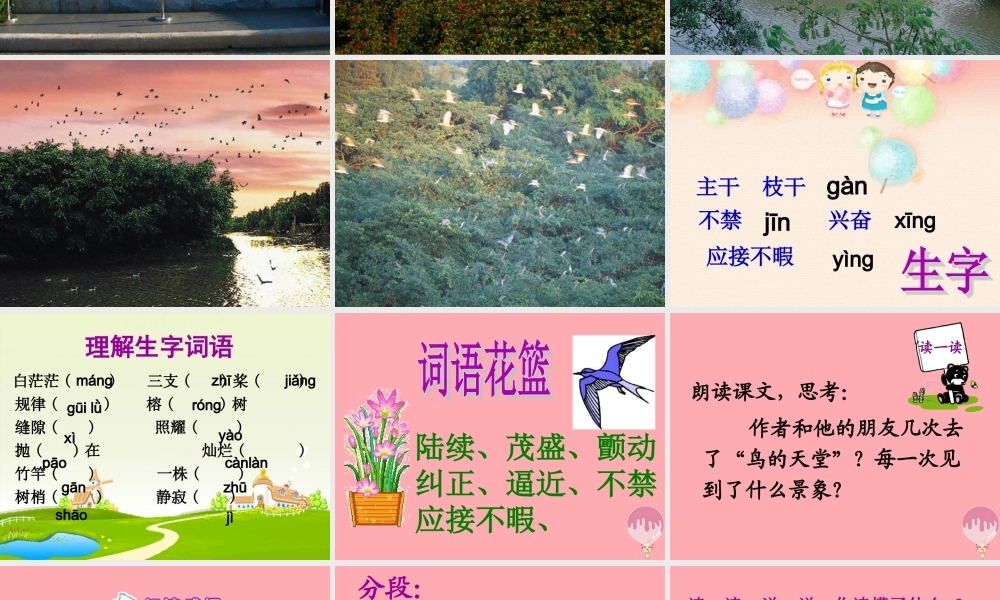 六年级语文上册 第4课 鸟的天堂课件1 西师大版-西师大版小学六年级上册语文课件