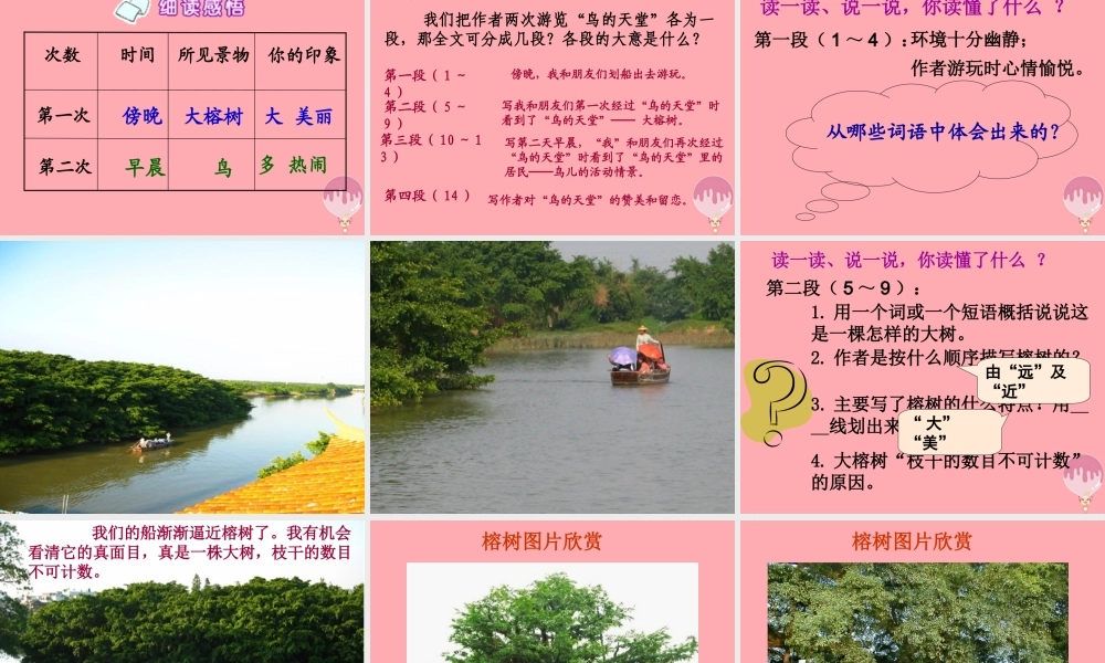 六年级语文上册 第4课 鸟的天堂课件1 西师大版-西师大版小学六年级上册语文课件